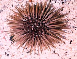 Knowing a Sea Urchins