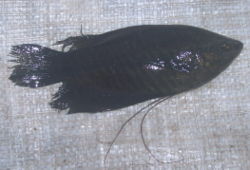 Ikan sepat siam, Trichogaster pectoralis dari Jatigono, Kunir, Lumajang