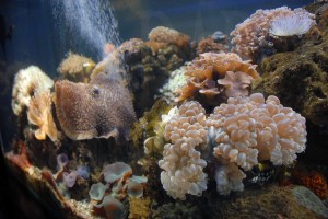 Terumbu karang dalam aquarium, Kalipuro, Banyuwangi