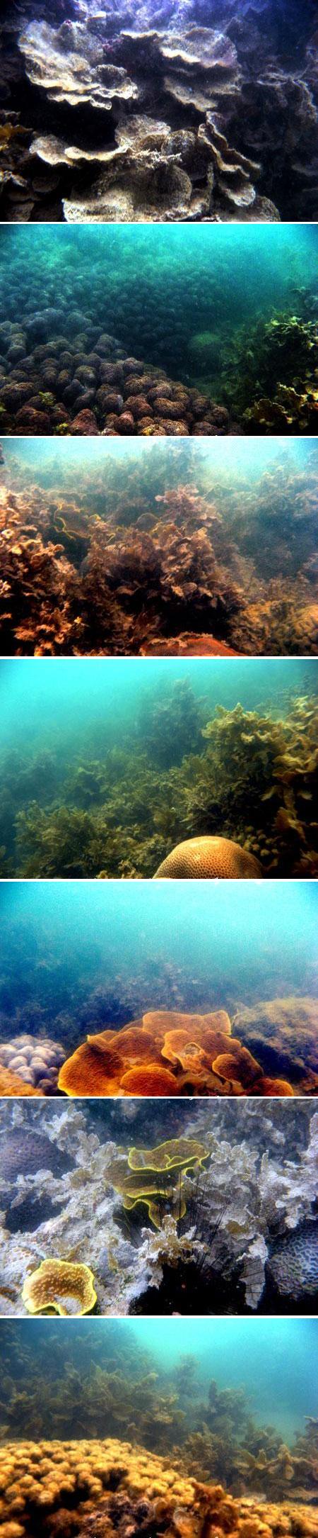 Terumbu karang rusak di Kabupaten Bangka Selatan (2007)