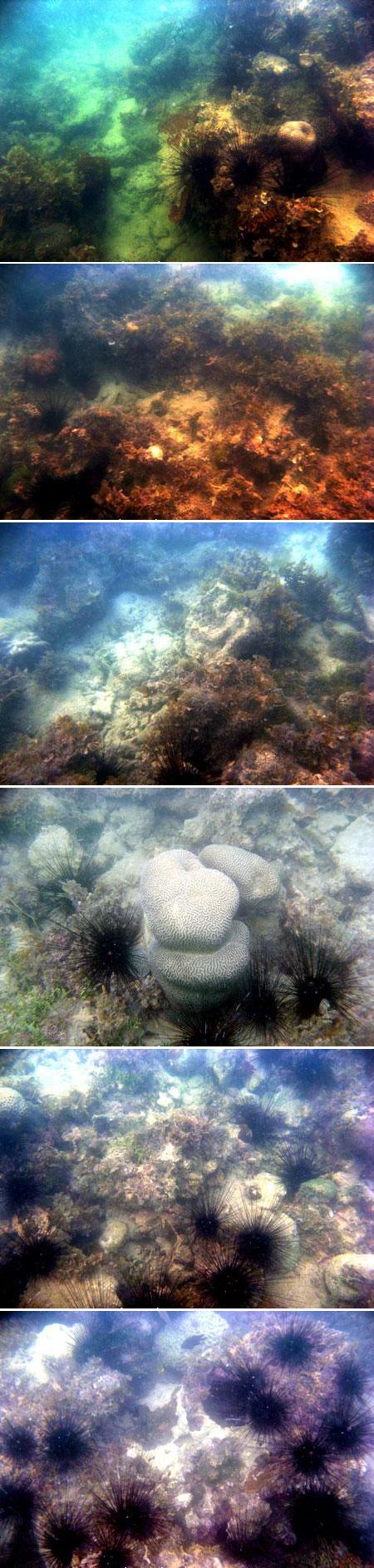 Bulu Babi (Diadema sp.) pada terumbu karang (coral reef) yang rusak, tertutup sedimen, di Pulau Panjang (Maret 2009)