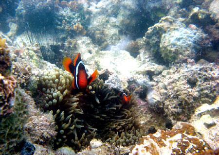 Ikan Amphiprion dan anemone pada terumbu karang di Pulau Gusung Asam, Bangka (Feb 2009)