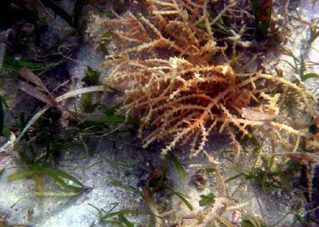 Rumput laut (seaweed) di timur Pulau Ketawai, Bangka (Feb 2009)