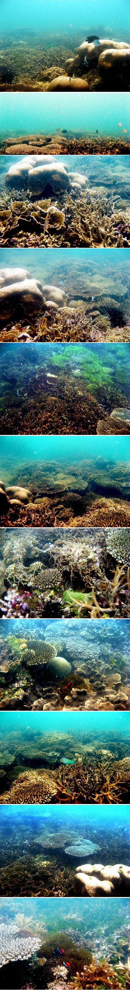 Terumbu karang (coral reef) di Pulau Ketawai, Bangka (Feb 2009)