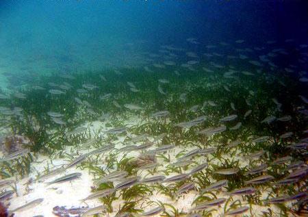 Ikan Atherinomorus sp. bergerombol (schooling) tak jauh dari daerah lamun yang didominasi oleh Cymadocea di Pantai Tanjung Tinggi Belitung Provinsi Kepulauan Bangka Belitung (Des 2008)