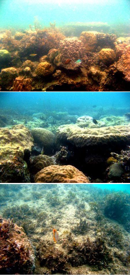 Terumbu Karang yang tertutup mikroalga dan makroalga di Pantai Tanjung Tinggi Belitung Provinsi Kepulauan Bangka Belitung (Des 2008)