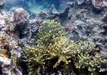 Karang jenis Acropora di Pantai Tanjung Tinggi, Belitung (Des 2008)