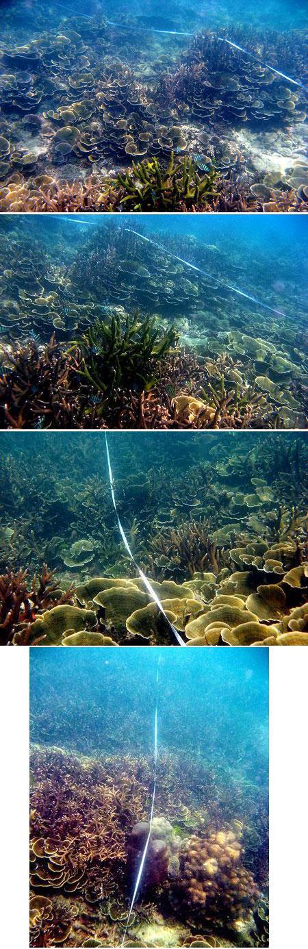 Pengukuran persen tutupan karang hidup dengan menggunakan line transek di kawasan Karang Kering Pantai Rebo Sungailiat Kabupaten Bangka (Des 2008)