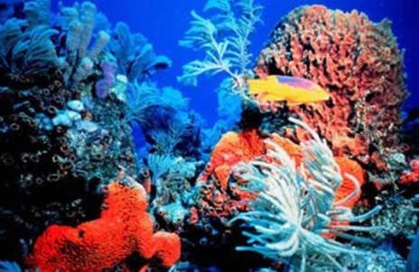 Terumbu karang perairan Alor, Nusa Tenggara Timur