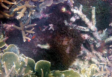 Amphiprion melanopus dan Ocellaris magnifica di kawasan terumbu karang Pantai Rebo Sungailiat Kabupaten Bangka (Des 2008)