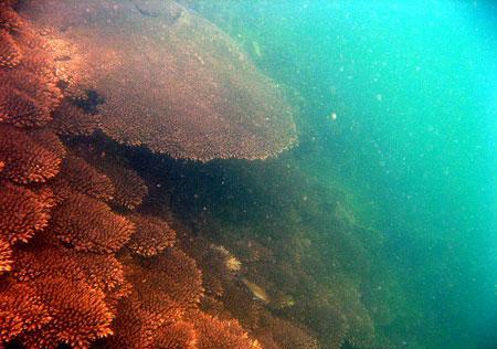 Karang jenis acropora tumbulate (meja) yang banyak ditemukan di daerah tubir Pantai Penusuk Bangka (Des 2008)