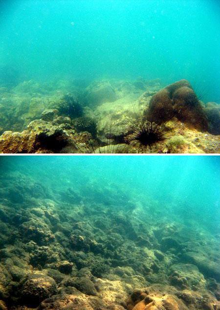 Kerusakan karang di daerah rataan terumbu karang di Pantai Penyusuk, Bangka (Des 2008)