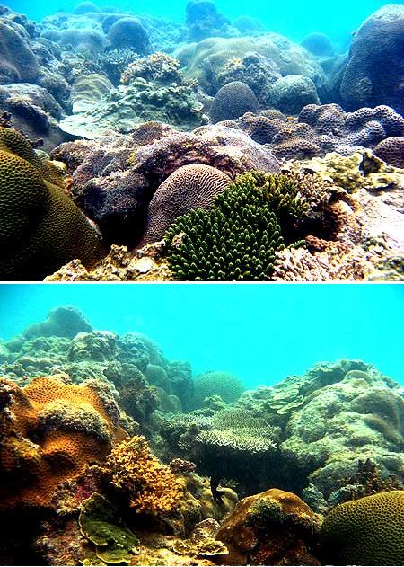 Terumbu karang yang baik Pantai Teluk Limau Sungailiat, Bangka