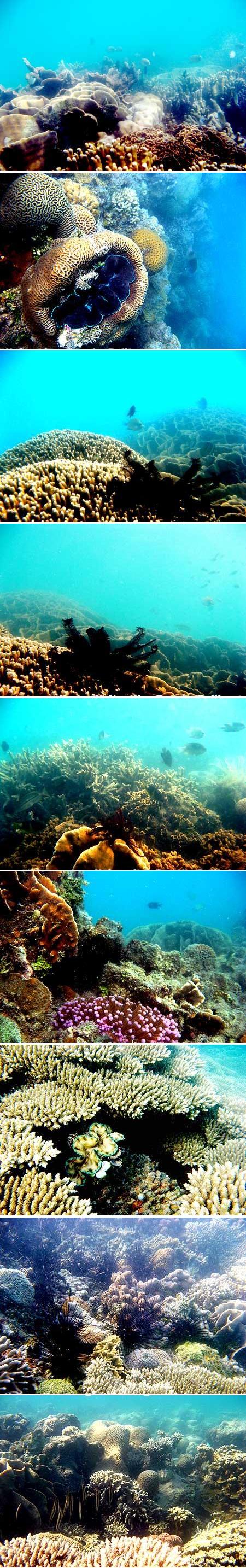 Terumbu Karang di sekitar Pulau Semujur Bangka Belitung