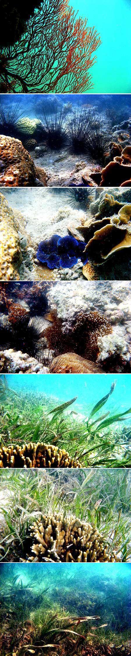 Terumbu karang (coral reef), padang lamun (seagrass bed), bulu babi (diaderma sp.), dan makro alga di pulau Ketawai, Bangka, yang kurang baik