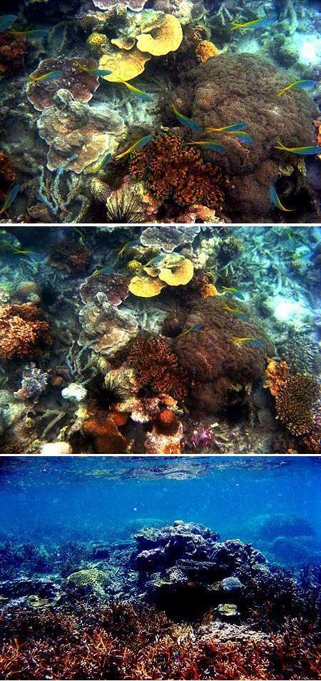 Terumbu karang sebelah barat Karang Kering Sungailiat Bangka, tampak ikan ekor kuning, Tridacna (Kerang raksasa) dan Diadema (Bulu babi)