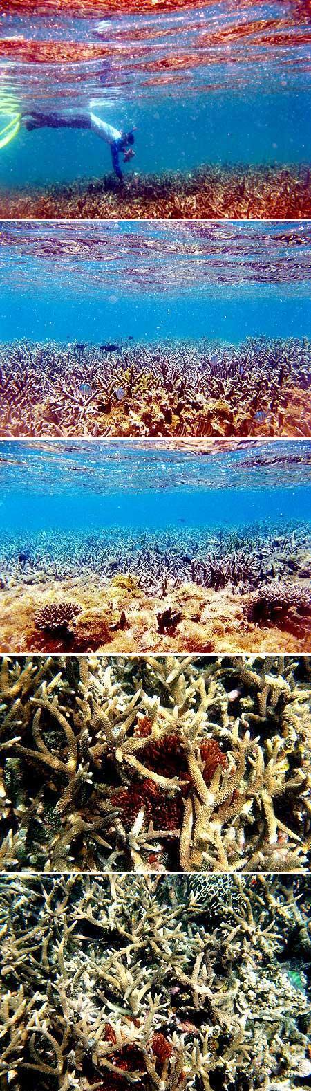 Terumbu karang sebelah timur Karang Kering, Sungailiat, Bangka, didominasi oleh jenis karang branching